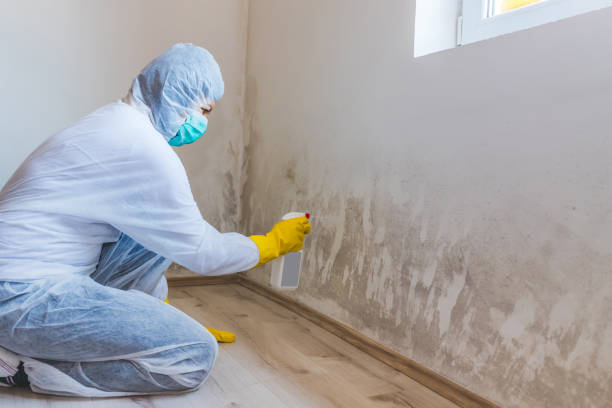 Licensed Attic Mold Removal service in Lincroft, NJ - WQB Mold Removal