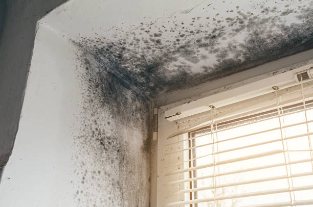 Affordable Attic Mold Removal solutions in Lincroft, NJ