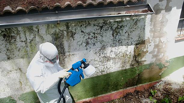 Top rated local Attic Mold Removal specialists in Lincroft, NJ